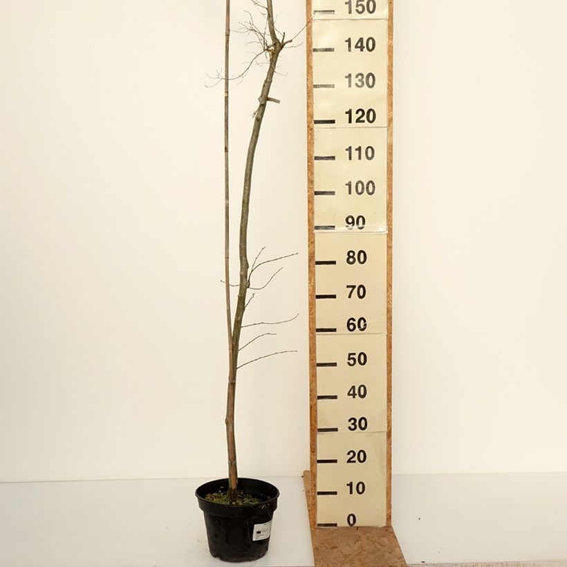 Amostra de Ulmus minor Viminalis Aurea Vaso de 4 L/5 L, Haste tal como entregue no outono