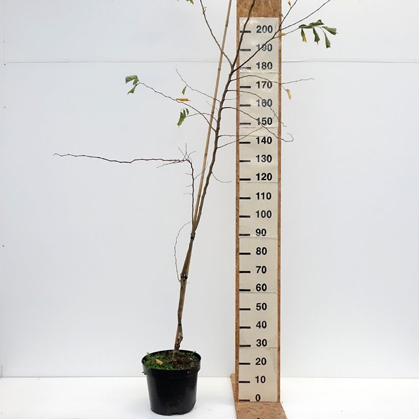 Amostra de Ulmus minor Webbiana - Orme Pot de 12L/15L tal como entregue no outono