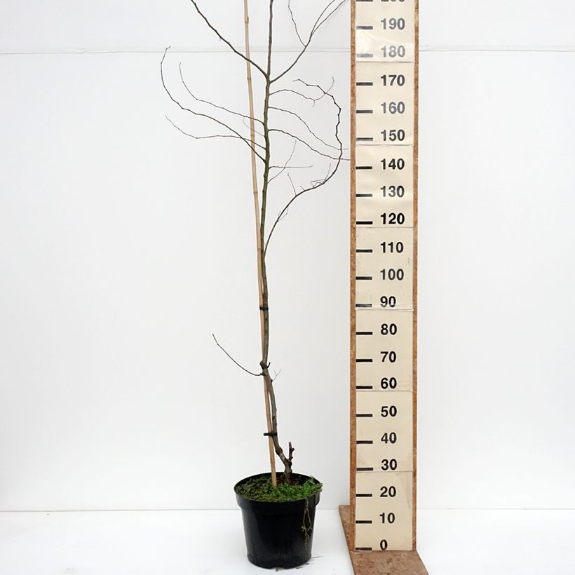 Amostra de Ulmus minor Webbiana Vaso de 12 L/15 L, Haste tal como entregue no inverno