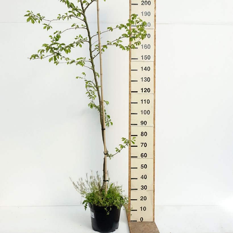 Amostra de Ulmus minor Webbiana Vaso de 12 L/15 L, Haste tal como entregue na primavera