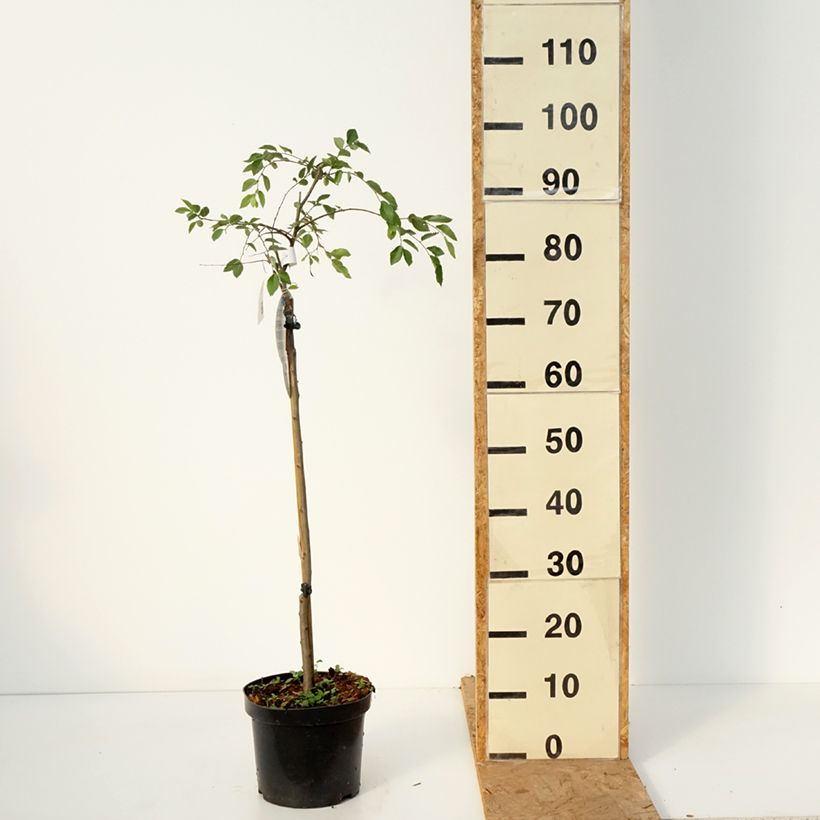 Amostra de Ulmus parvifolia Geisha Vaso de 4 L/5 L, Haste tal como entregue no outono