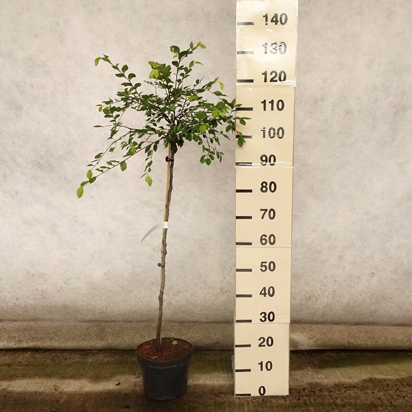 Amostra de Ulmus parvifolia Geisha Vaso de 4 L/5 L, Haste tal como entregue no verão