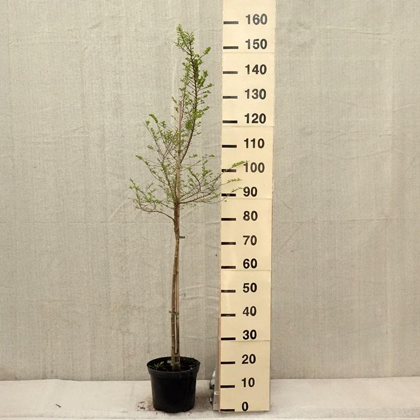 Amostra de Ulmus parvifolia Seiju Vaso de 4 L/5 L, Haste tal como entregue na primavera