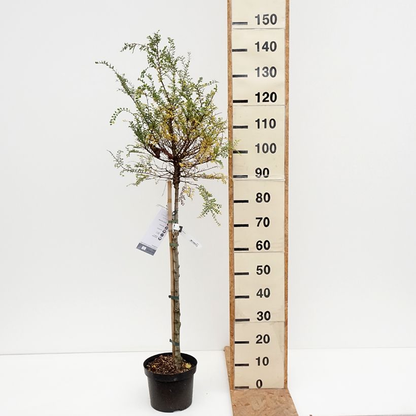 Amostra de Ulmus parvifolia Seiju Vaso de 4 L/5 L, Haste tal como entregue no outono