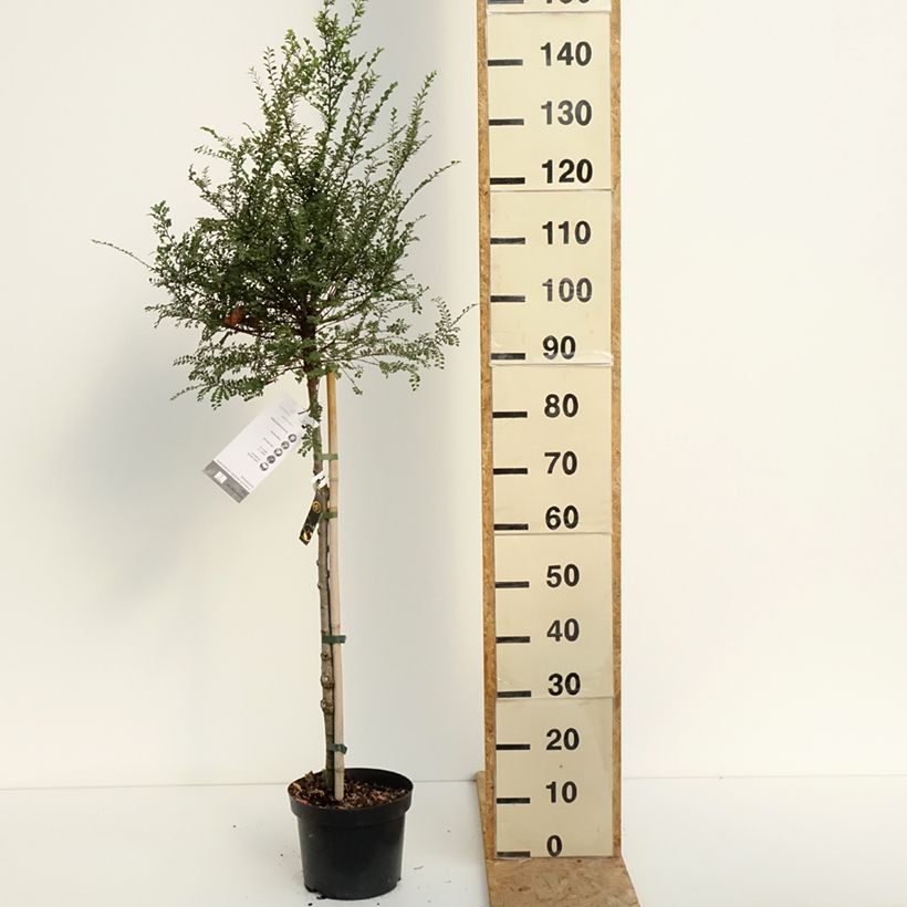 Amostra de Ulmus parvifolia Seiju Vaso de 4 L/5 L, Haste tal como entregue no verão