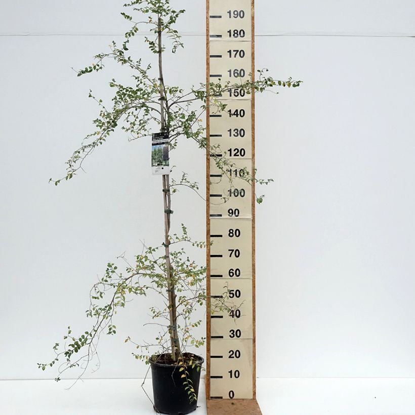 Amostra de Ulmus pumila Vaso de 7,5 L/10 L tal como entregue no outono