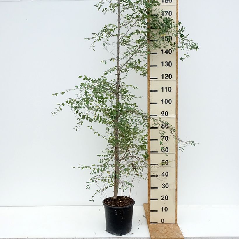 Amostra de Ulmus pumila Vaso de 7,5 L/10 L tal como entregue no verão