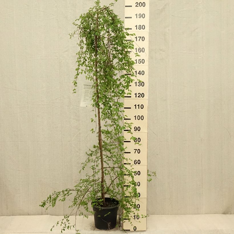 Amostra de Ulmus pumila Vaso de 7,5 L/10 L tal como entregue na primavera