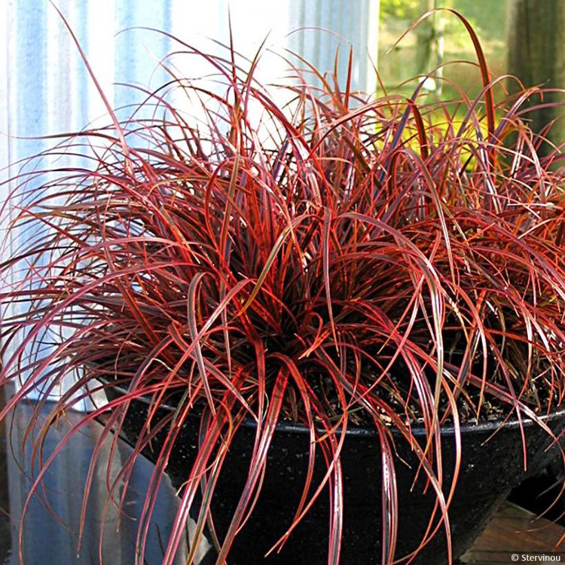 Uncinia rubra Everflame (Hábito)