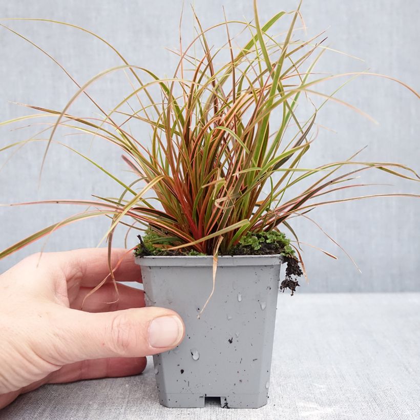 Amostra de Uncinia rubra Everflame Vaso de 8/9 cm tal como entregue no inverno