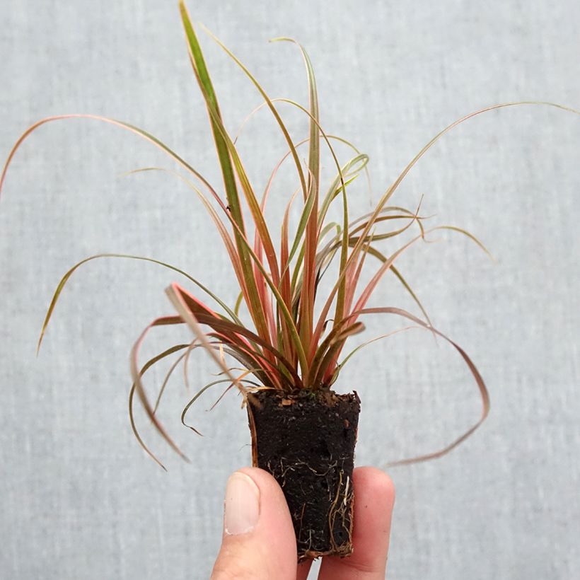 Amostra de Uncinia rubra Everflame Mini-torrão Ø 3/4 cm tal como entregue no outono