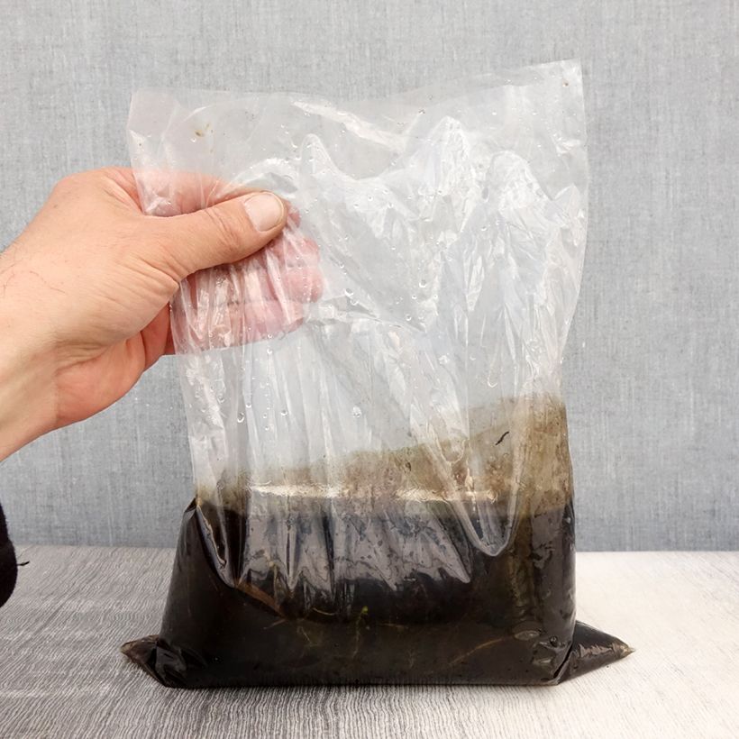 Amostra de Utricularia vulgaris - Utriculaire commune Petites Racines nues tal como entregue na primavera