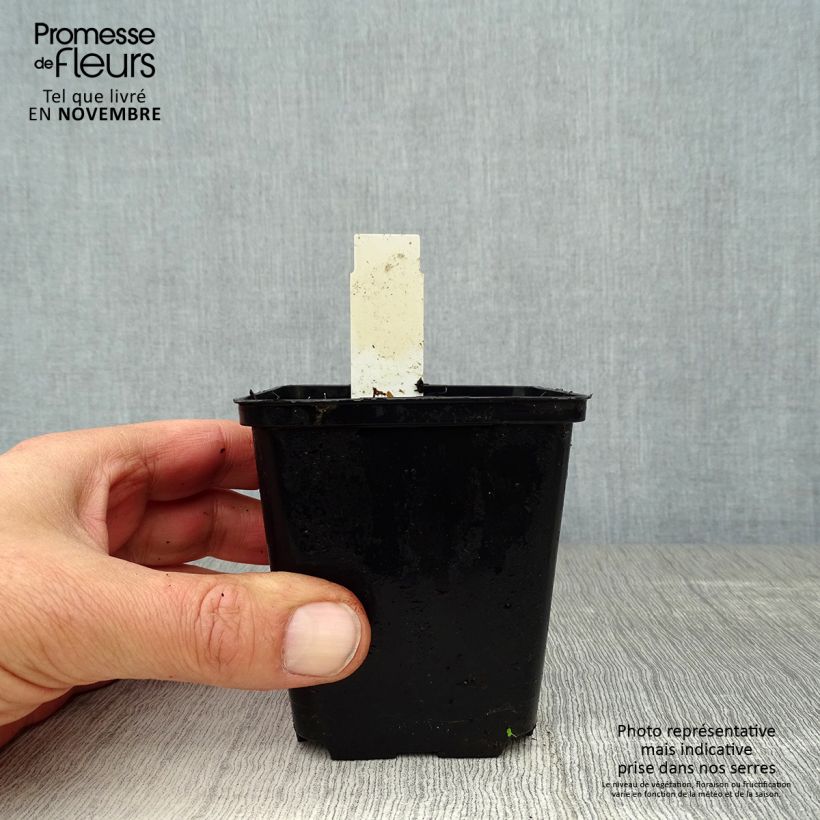 Amostra de Uvularia grandiflora Vaso de 8/9 cm tal como entregue no outono
