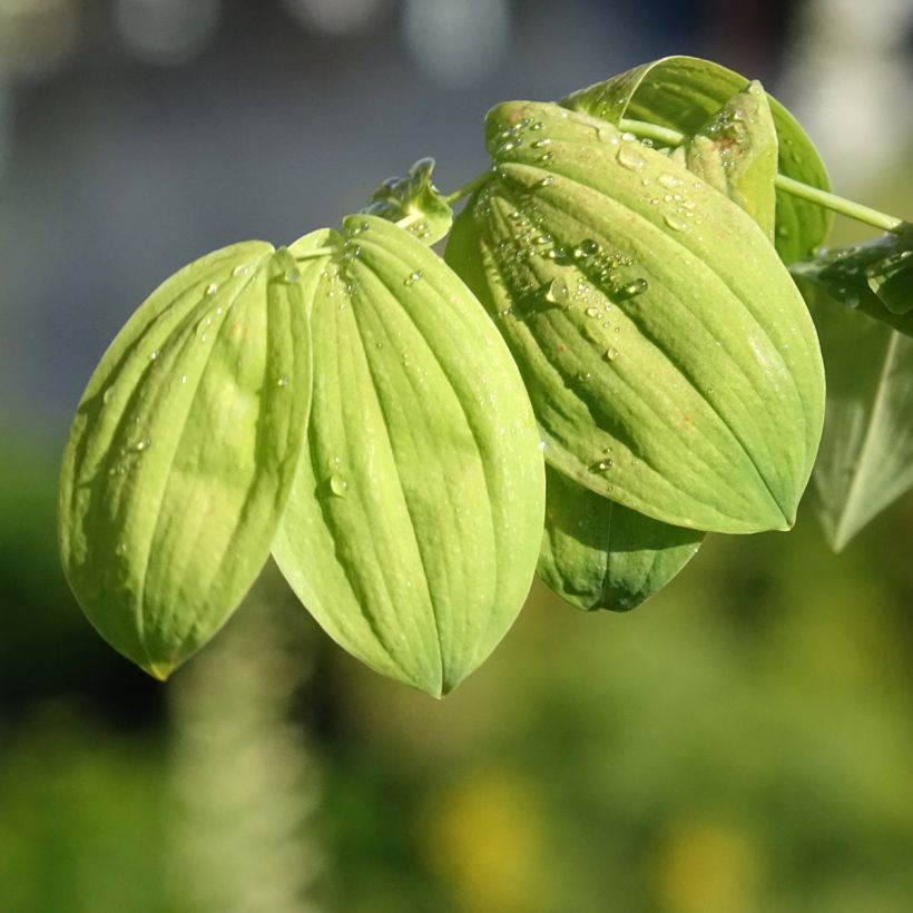Uvularia grandiflora (Folhagem)