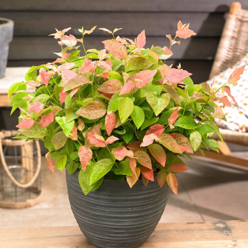 Mirtileiro Flamingo - Vaccinium corymbosum (Hábito)