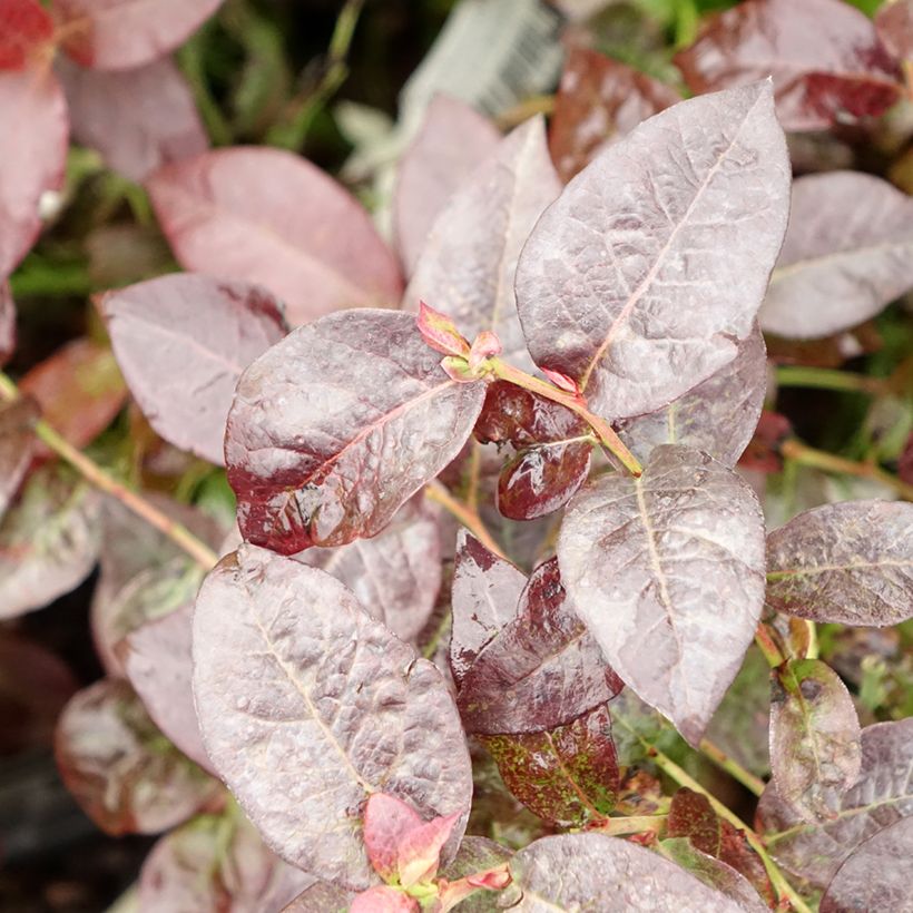 Mirtiloeiro Hortblue Petite - Vaccinium corymbosum (Folhagem)