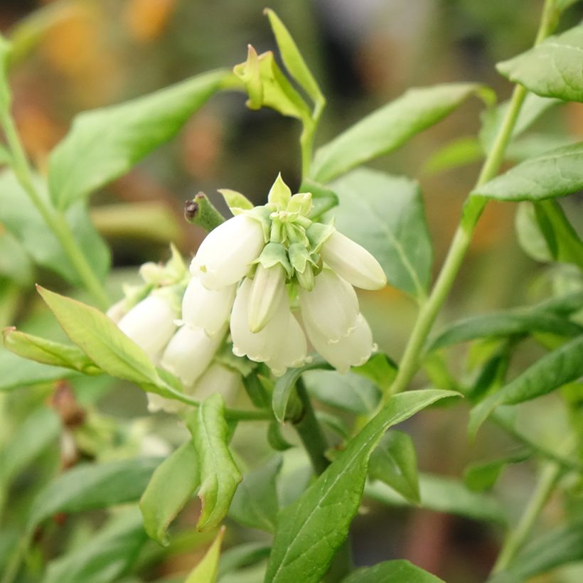 Mirtiloeiro Hortblue Petite - Vaccinium corymbosum (Floração)