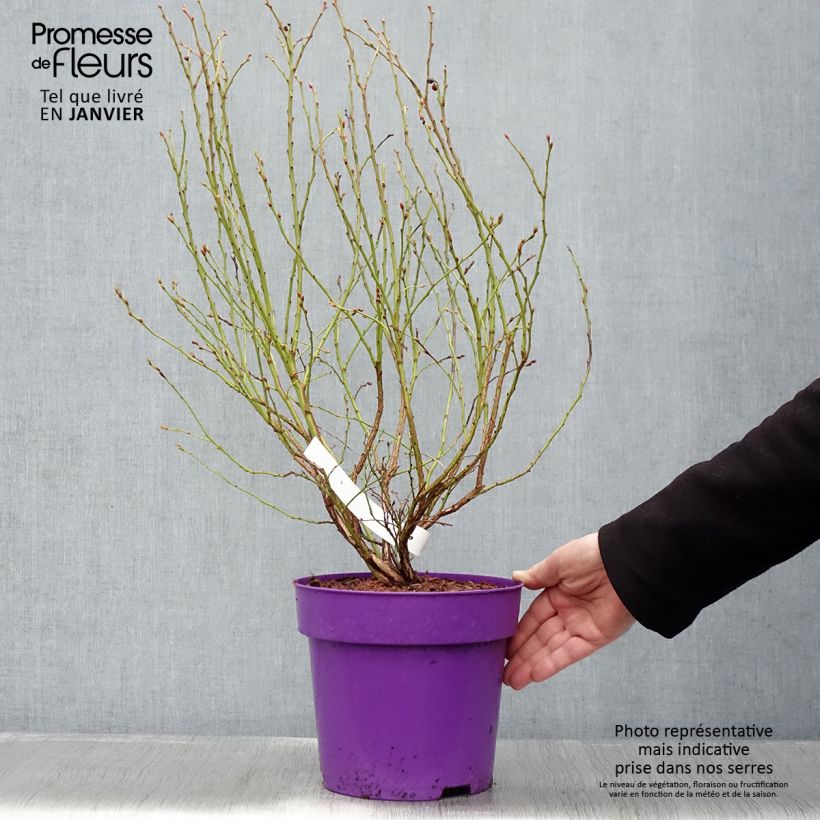 Amostra de Vaccinium corymbosum Hortblue Petite - myrtillier d'Amérique Vaso de 2 L/3 L, Arbusto tal como entregue no inverno