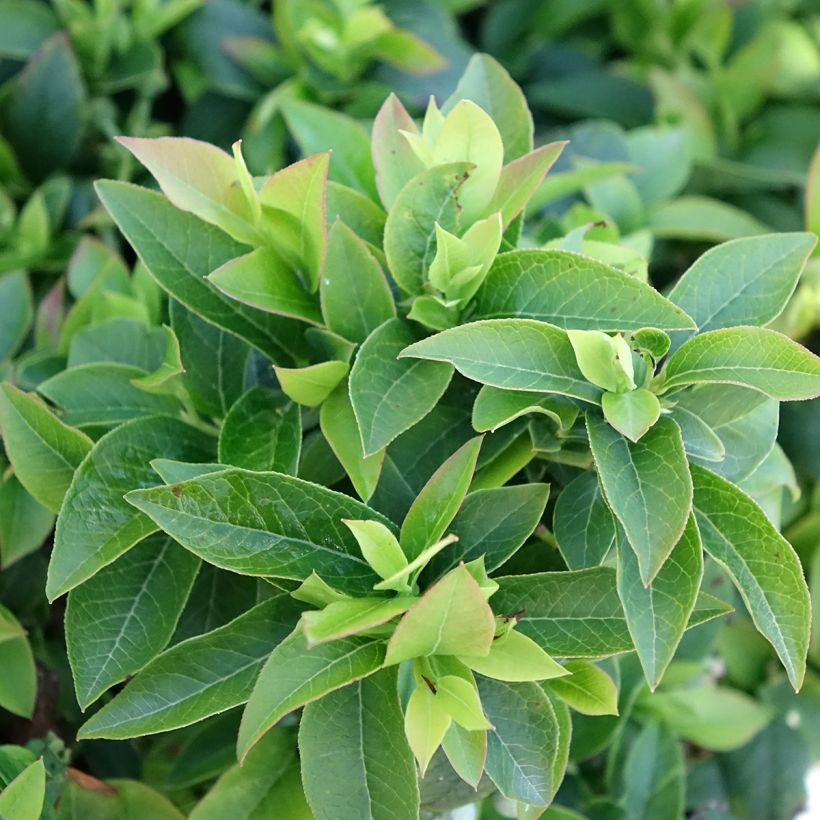 Mirtiloeiro Tophat - Vaccinium-americano (Folhagem)