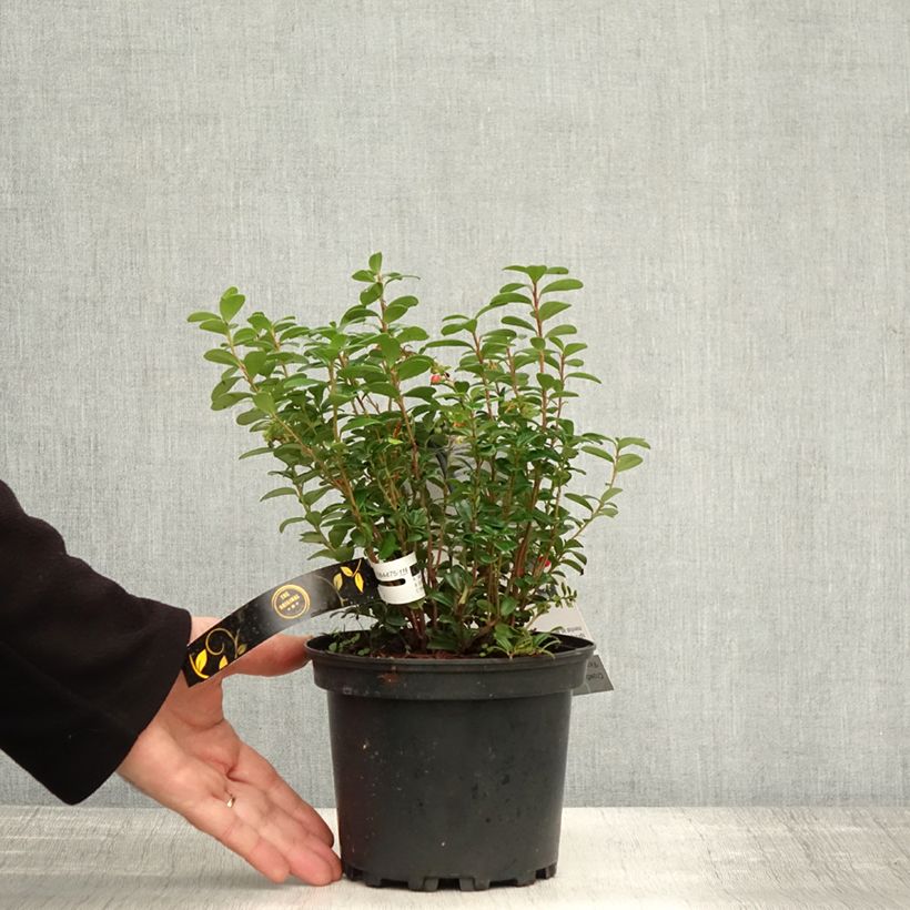 Amostra de Vaccinium vitis-idaea Fireballs Vaso de 2 L/3 L tal como entregue no outono
