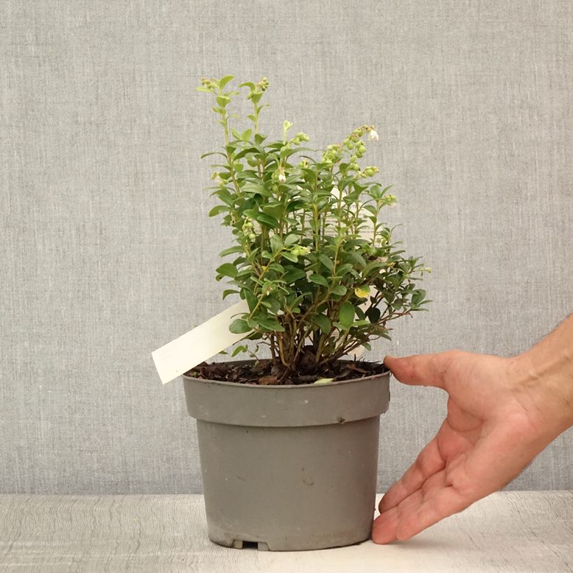Amostra de Vaccinium vitis-idaea Fireballs Vaso de 2 L/3 L tal como entregue no verão