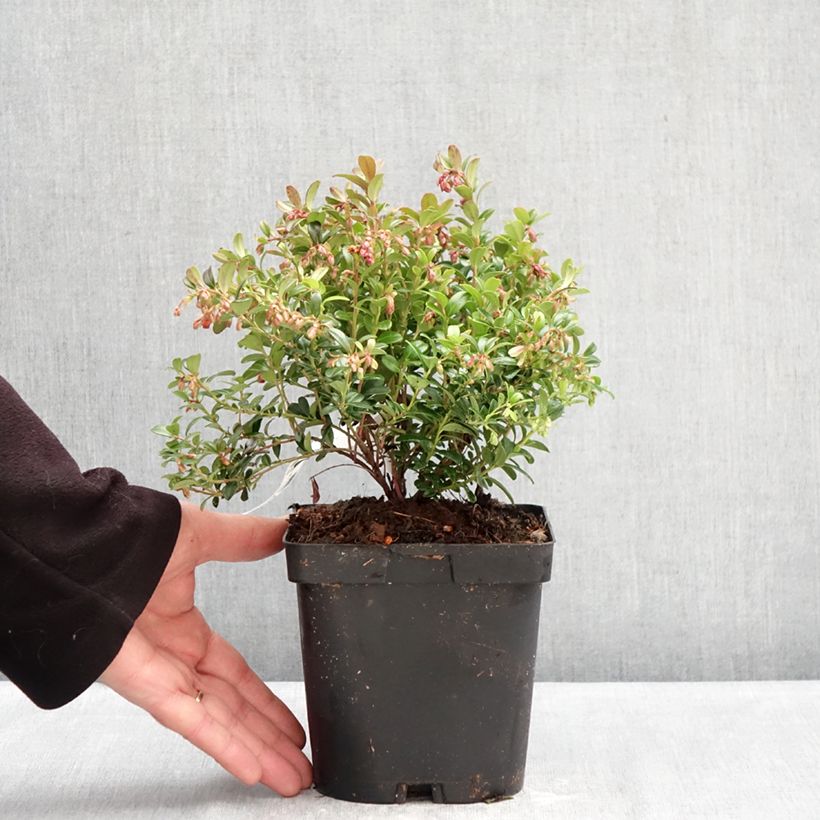 Amostra de Vaccinium vitis-idaea Miss Cherry Vaso de 2 L/3 L tal como entregue no inverno