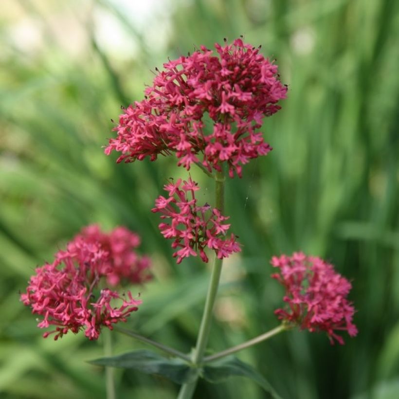 Centranthus ruber (Floração)
