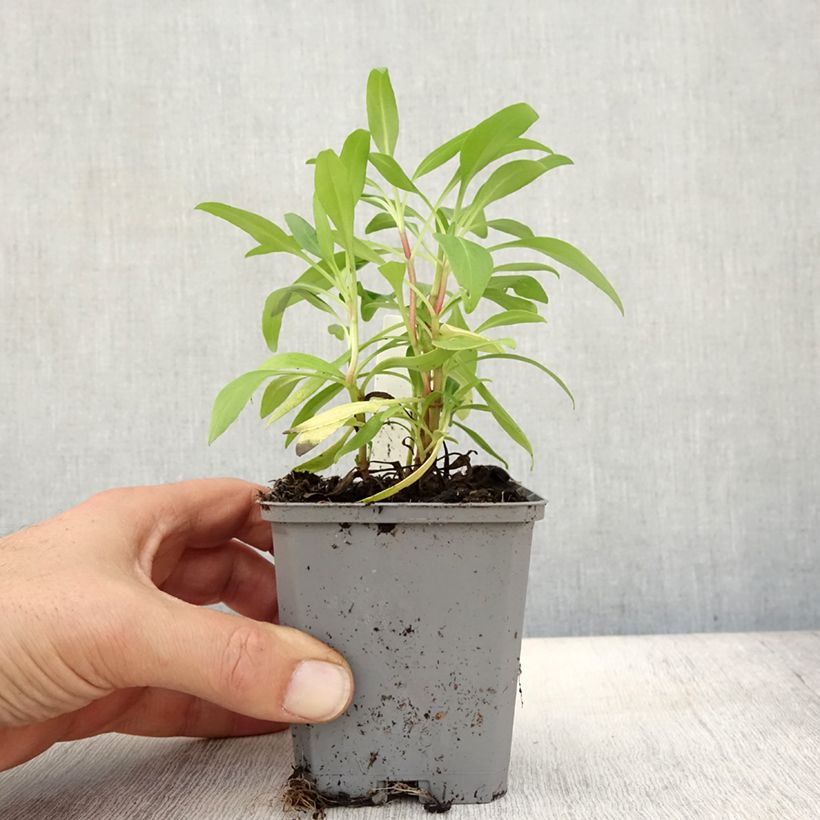 Amostra de Centranthus ruber Vaso de 8/9 cm tal como entregue no outono