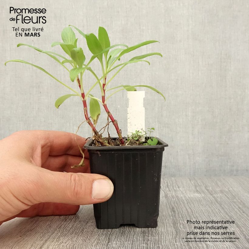 Amostra de Centranthus ruber Vaso de 8/9 cm tal como entregue na primavera