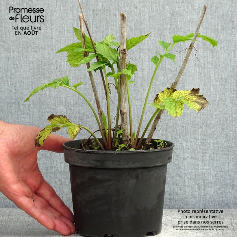 Amostra de Valeriana officinalis Vaso de 2 L/3 L tal como entregue no verão