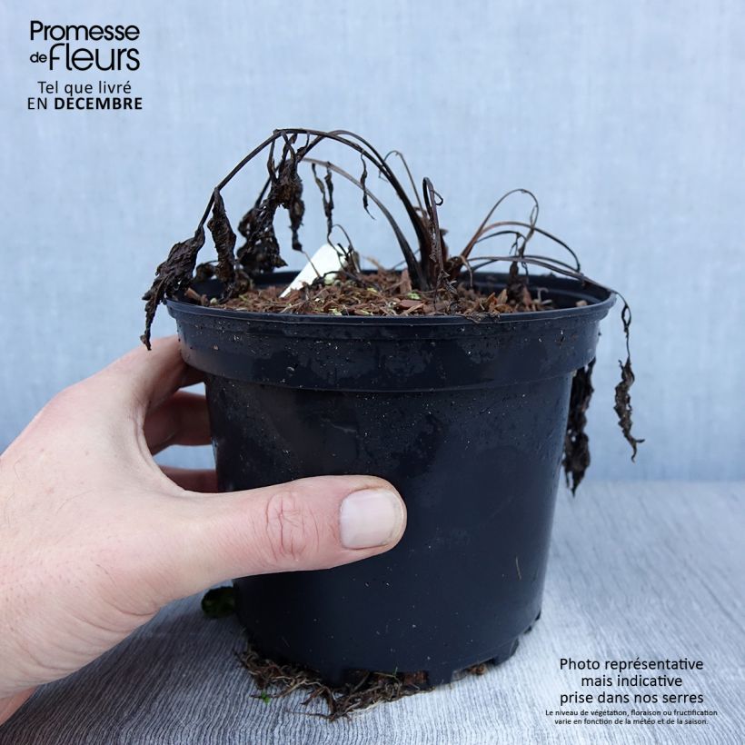 Amostra de Valeriana officinalis Vaso de 2 L/3 L tal como entregue no inverno