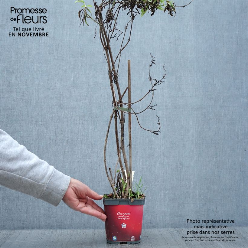 Amostra de Centranto-vermelho Coccineus Vaso de 2 L/3 L tal como entregue no outono