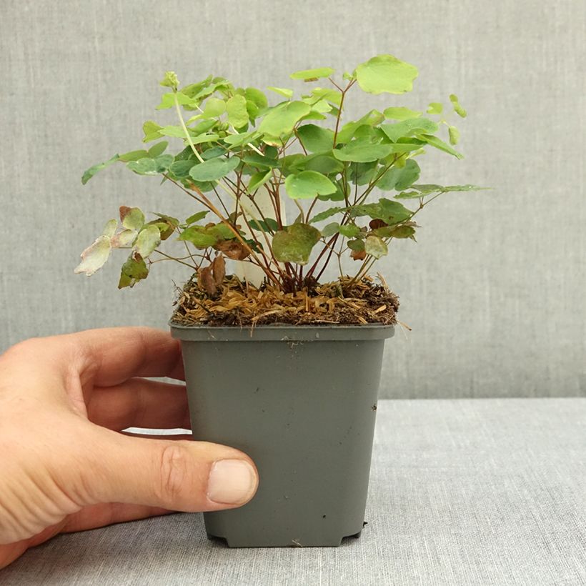 Amostra de Vancouveria hexandra Vaso de 8/9 cm tal como entregue no verão