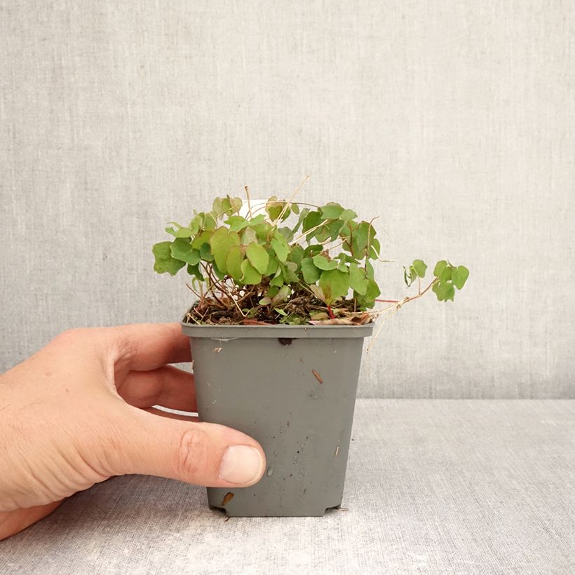 Amostra de Vancouveria hexandra Vaso de 8/9 cm tal como entregue na primavera