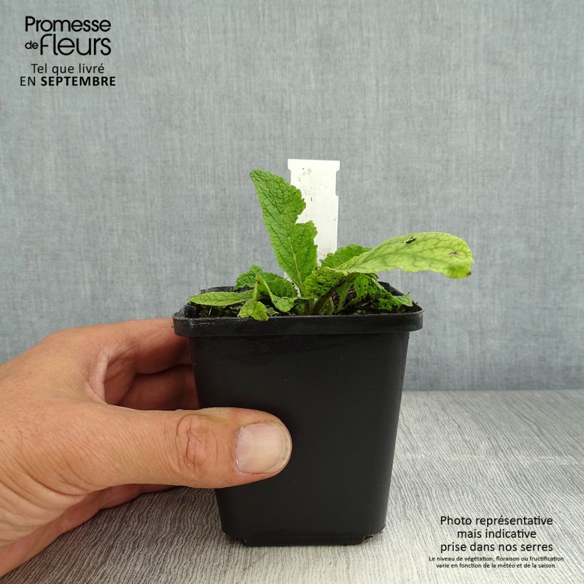 Amostra de Verbasco chaixii Album Vaso de 8/9 cm tal como entregue no verão