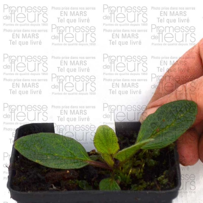 Exemplo de amostra de Verbascum hybride Blue Lagoon - Molène Godet de 8/9 cm tal como entregue