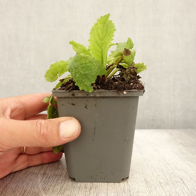 Amostra de Verbasco Cotswold Queen Vaso de 8/9 cm tal como entregue no verão