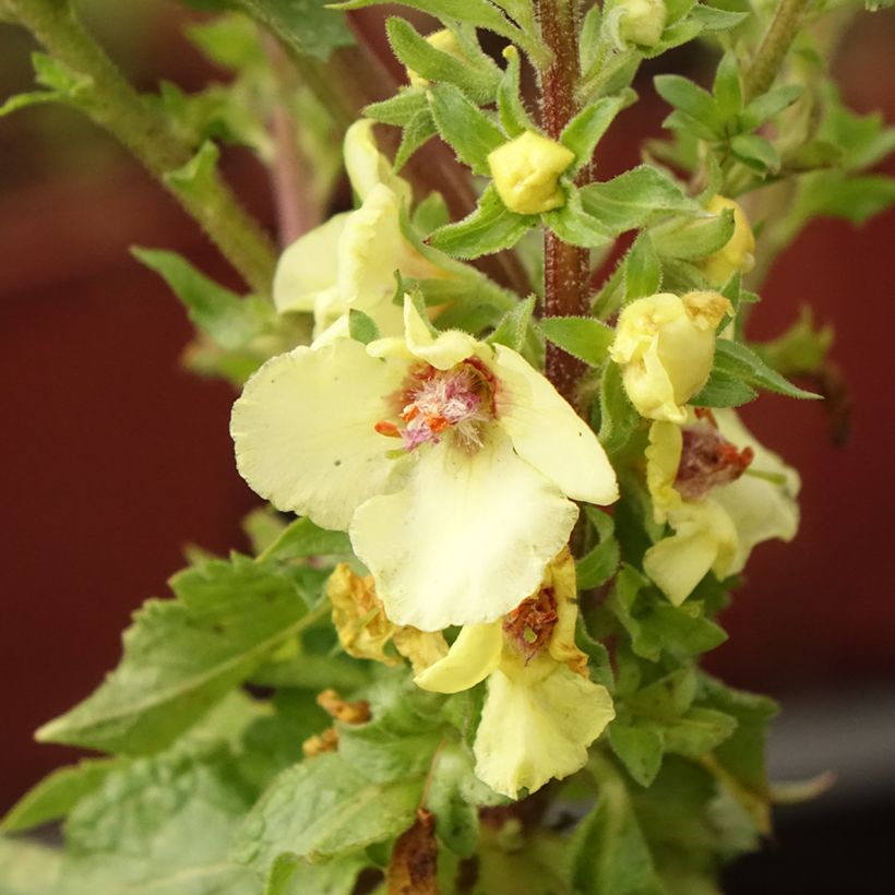 Verbasco Cotswold Queen (Floração)