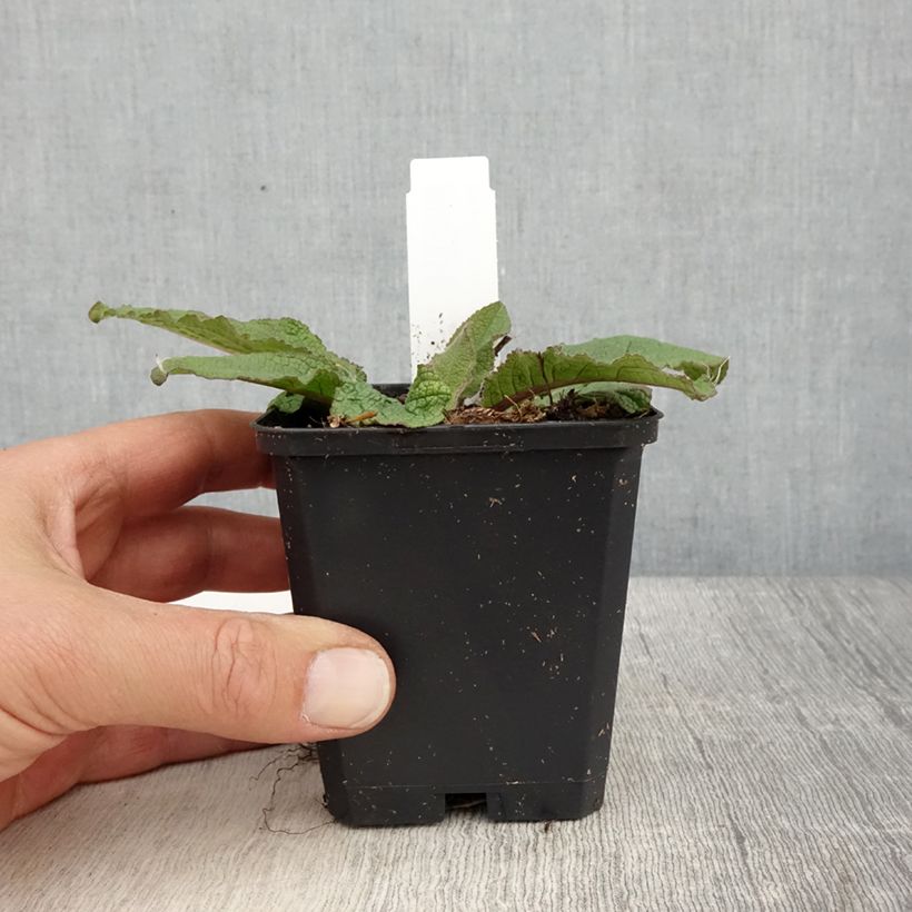 Amostra de Verbasco Southern Charm Vaso de 8/9 cm tal como entregue na primavera