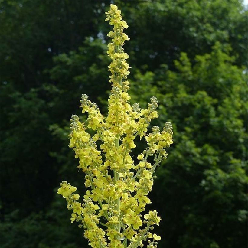 Verbascum olympicum - Molène-de-Olimpo (Floração)
