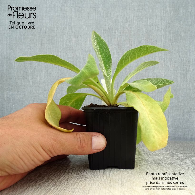 Amostra de Verbascum olympicum - Molène-de-Olimpo Vaso de 8/9 cm tal como entregue no outono