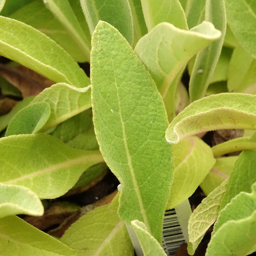 Verbascum olympicum - Molène-de-Olimpo (Folhagem)