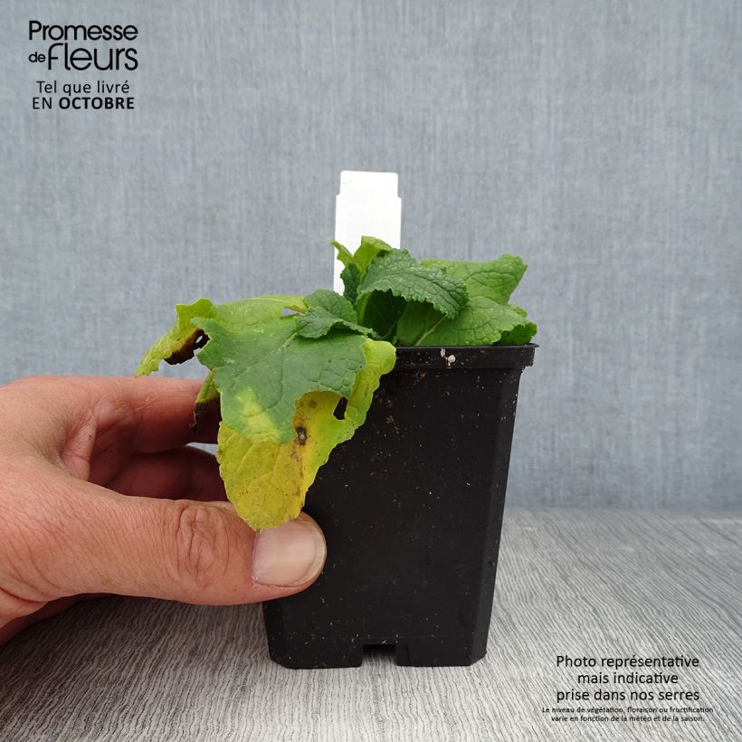 Amostra de Verbasco phoeniceum Flush of White Vaso de 8/9 cm tal como entregue no outono