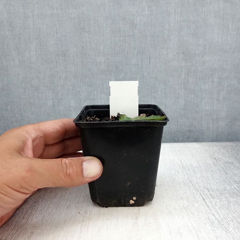 Amostra de Verbasco phoeniceum Violetta Vaso de 8/9 cm tal como entregue no verão