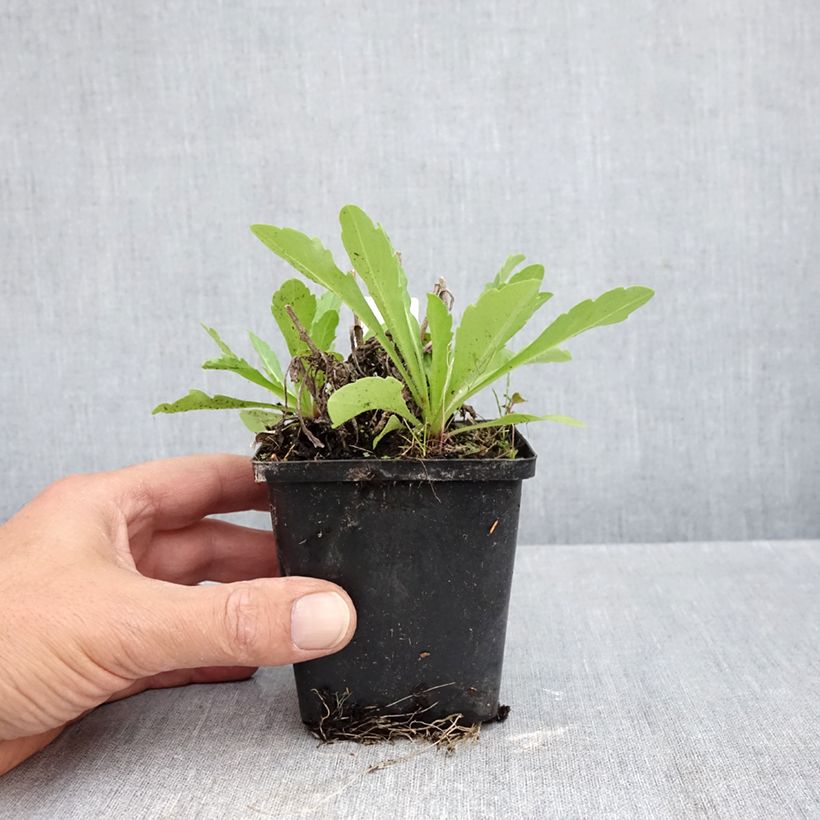 Amostra de Verbasco Rosie Vaso de 8/9 cm tal como entregue no outono