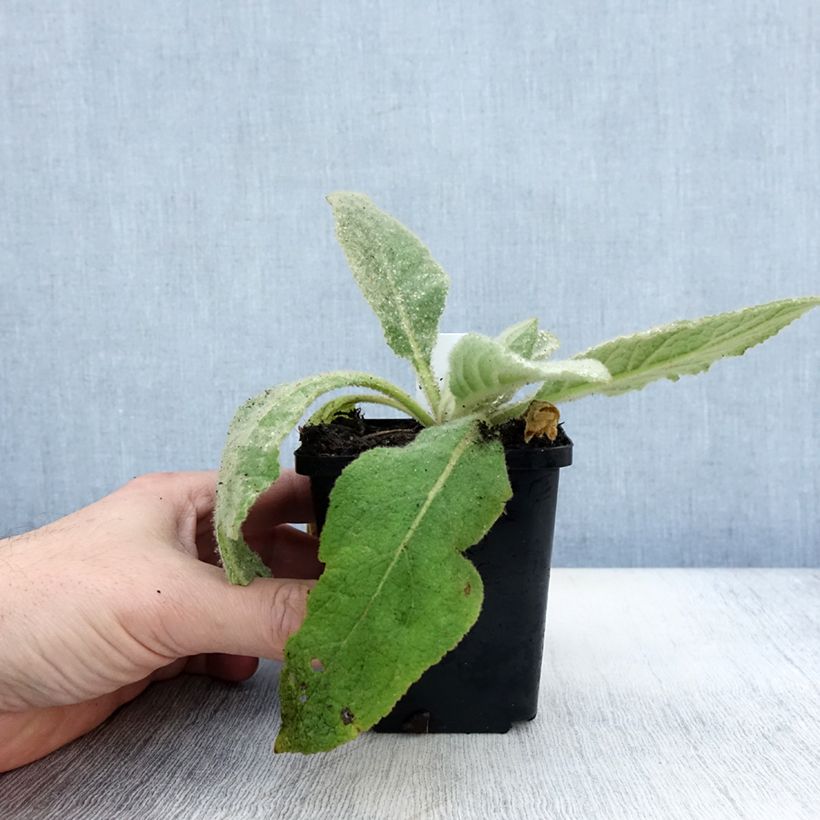 Amostra de Verbasco thapsus Vaso de 8/9 cm tal como entregue no outono