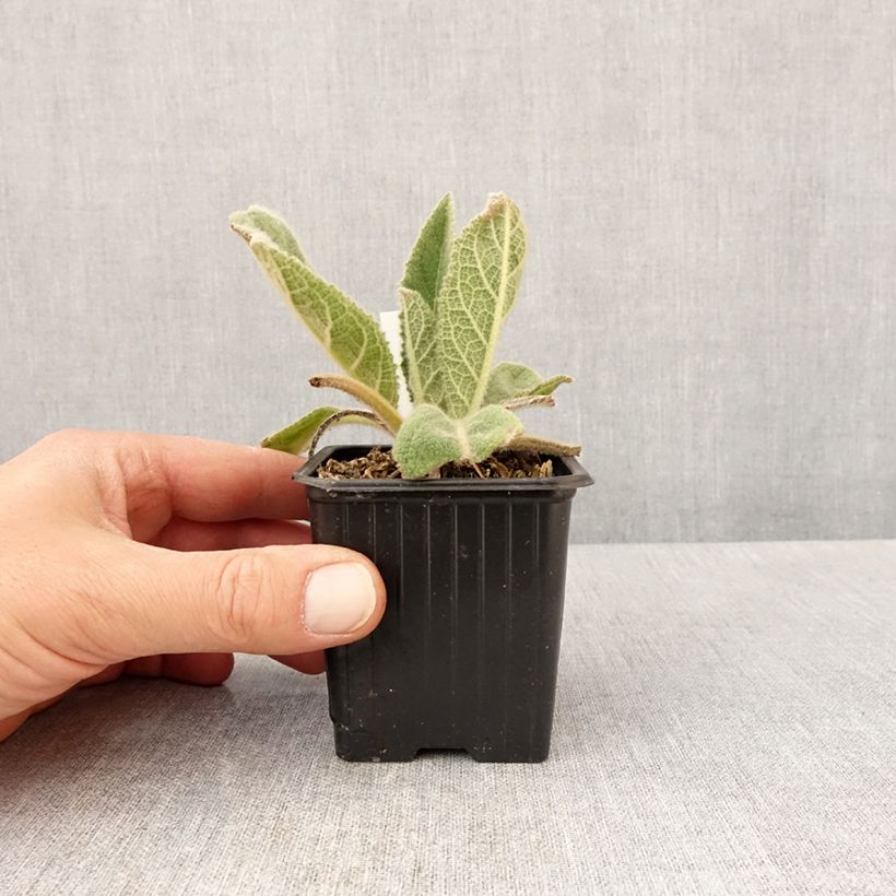 Amostra de Verbasco thapsus Vaso de 8/9 cm tal como entregue na primavera