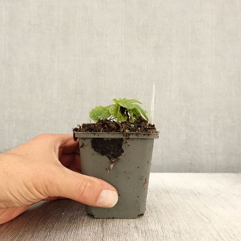 Amostra de Verbasco chaixii White Domino Vaso de 8/9 cm tal como entregue no outono