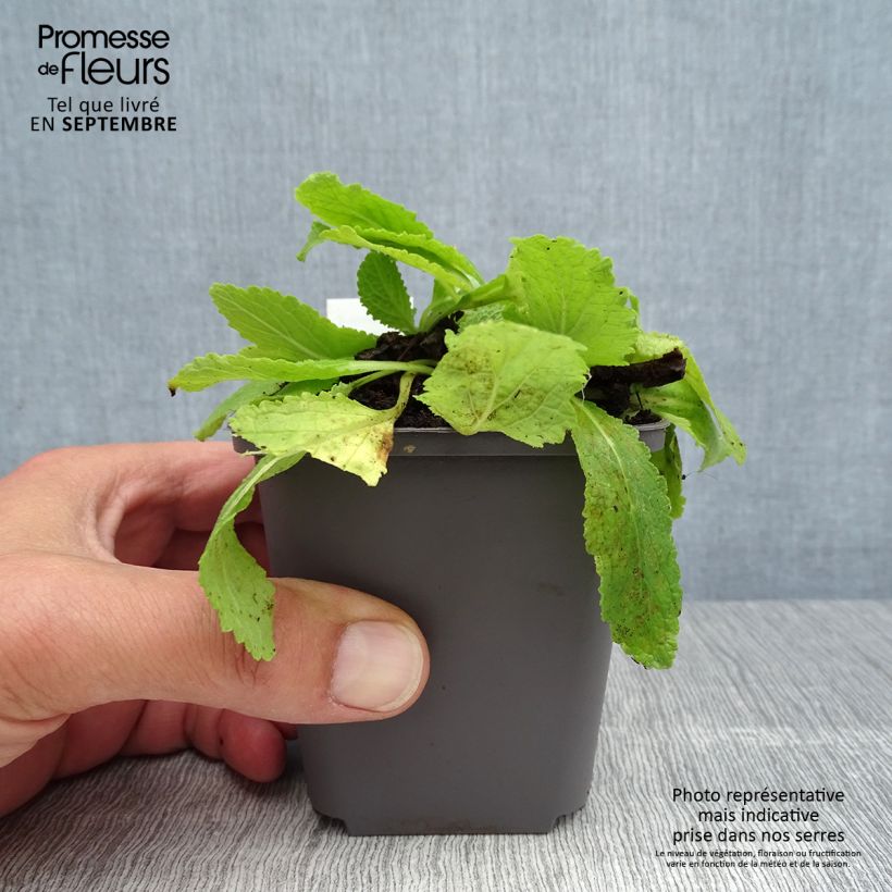 Amostra de Verbasco chaixii White Domino Vaso de 8/9 cm tal como entregue no verão
