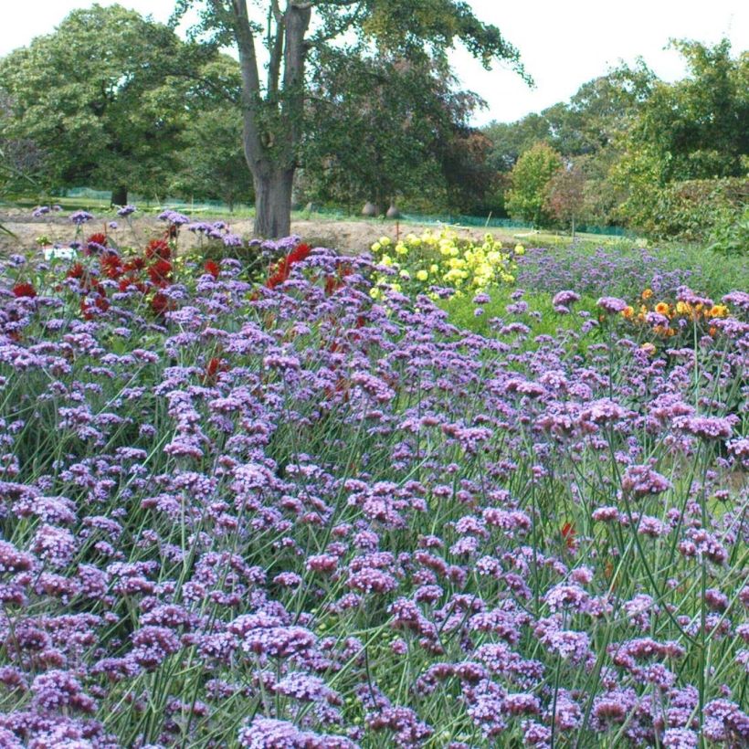 Verbena bonariensis - Verbena de Buenos Aires (Floração)